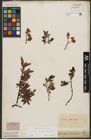 Foto von Salix waldsteiniana Willd.